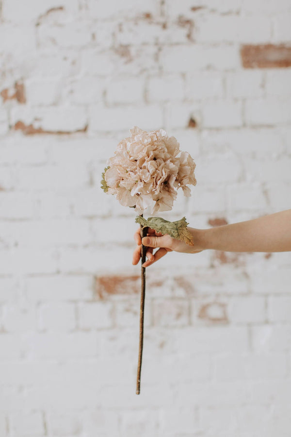 Cream dry look hydrangea, faux bleached look hydrangea, diy wedding flowers